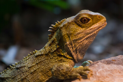 origen de los reptiles