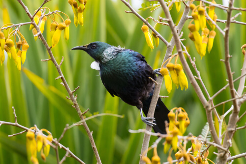 El tui: un gran ayudante polinizador de flores en Nueva Zelanda