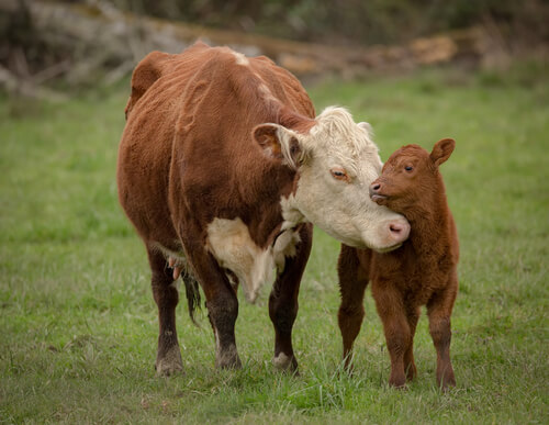 Vacas