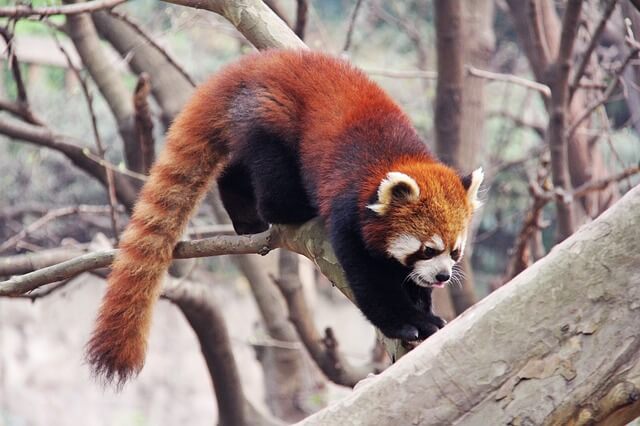Ailurus fulgens