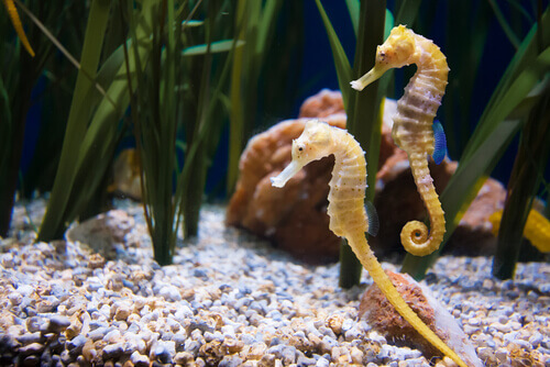 Animales ovovivíparos: caballito de mar