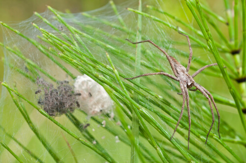 Araña cazadora (Pisaura mirabilis)