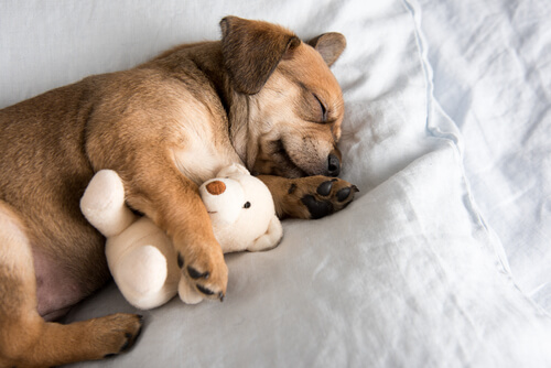 5 tips para ayudar a tu cachorro a dormir toda la noche