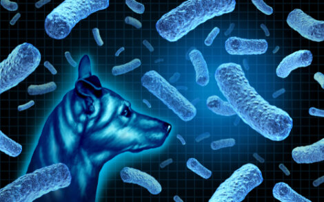 Microbiota intestinal en perros