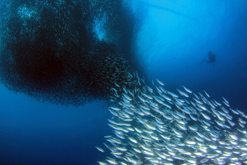 Banco de sardinas