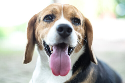 Beagle con la lengua fuera