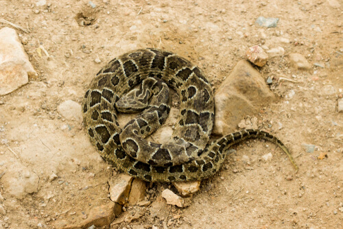 Bothrops alternatus