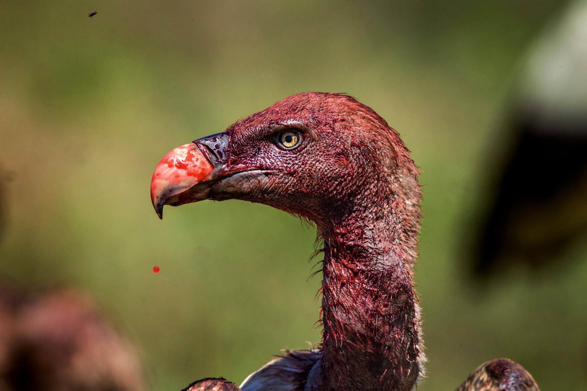 Os abutres são carecas para acessar facilmente o interior das carcaças