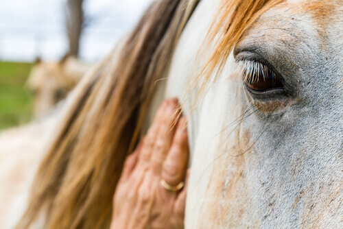 Los caballos pueden interpretar las expresiones y emociones humanas