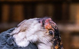 El marabú africano: importante carroñero para el ecosistema