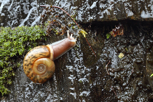 Ejemplar de caracol de Quimper (Elona quimperiana).