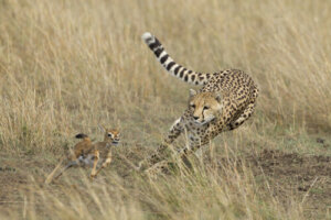 La hipótesis de la Reina Roja y la carrera de armamentos coevolutiva