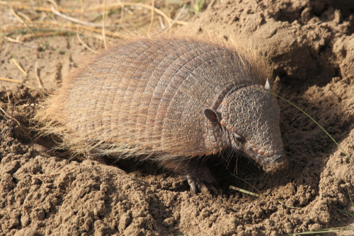 Chaetophractus nationi