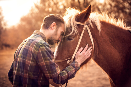 La empatía en los caballos: ¿pueden interpretar las emociones de otros animales?