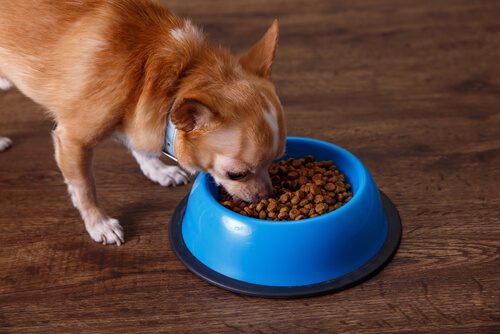 Chihuahua comiendo.
