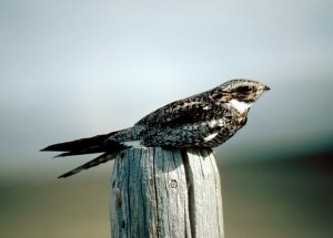El ñacundá: hábitat y comportamiento