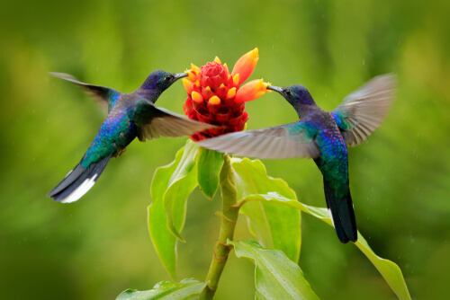 Pareja de colibríes en una flor