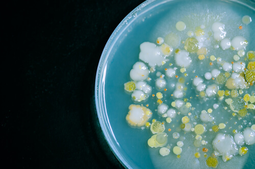 Colonia de bacterias