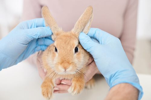 Comprobando enfermedades más comunes en conejos