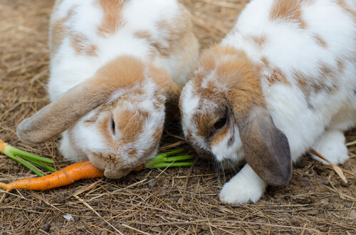 Conejos comen zanahoria