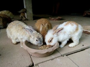 ¿Cuánto y cuándo debe comer un conejo?