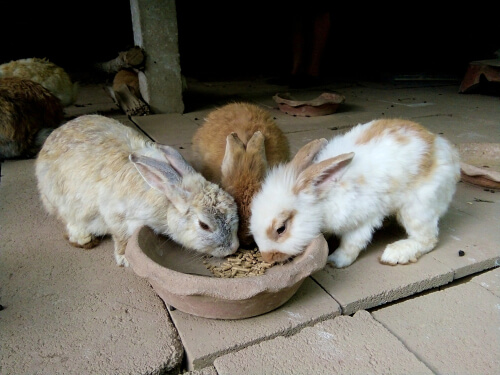 Lo que debe comer un conejo