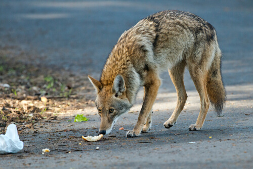 El coyote es uno de los animales silvestres que merodea áreas urbanas