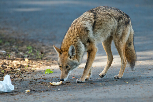 El coyote es uno de los animales silvestres que merodea áreas urbanas