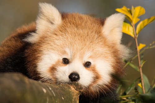 Cría de panda rojo