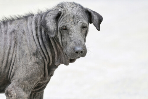 Dermatofitosis en un perro