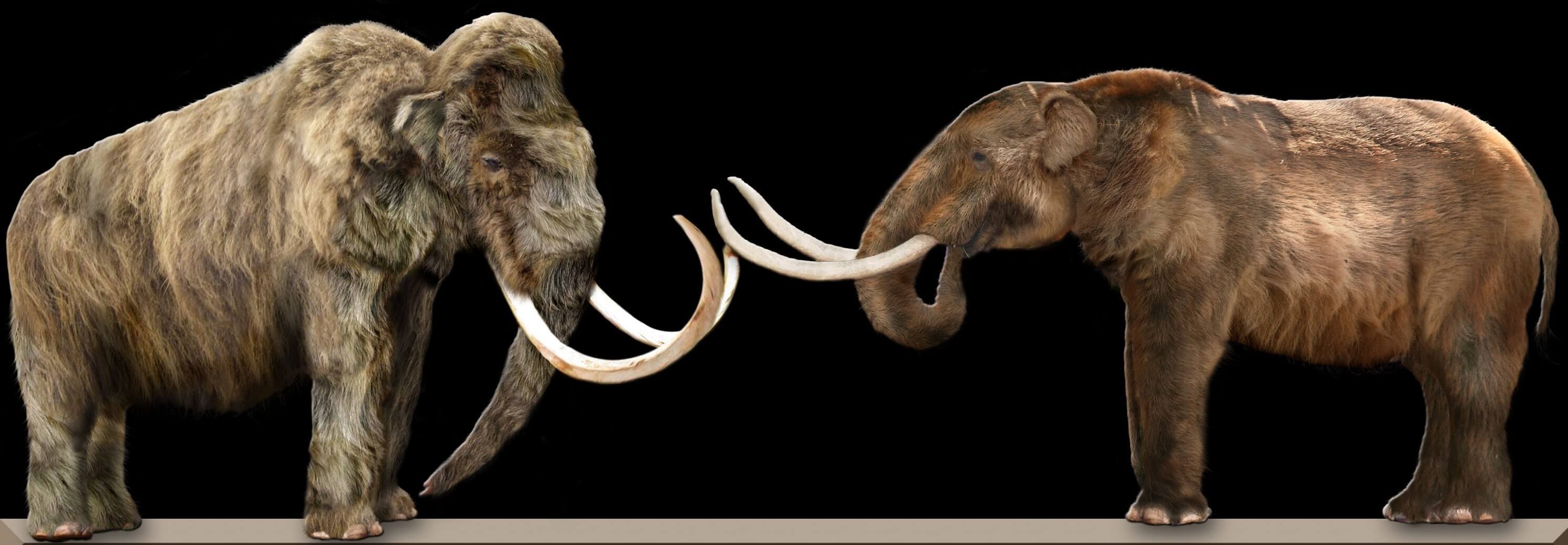 Diferencia entre mamut y mastodonte