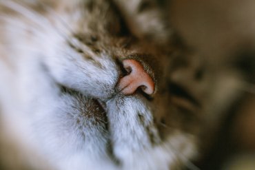 Dificultad para respirar gatos: ¿qué hacer? Mis Animales