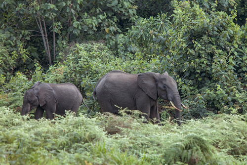 Elefantes de los bosques
