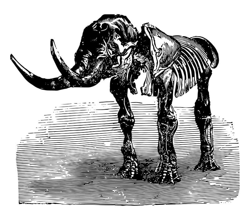 Esqueleto del mastodonte