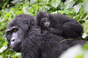 Una familia de gorilas es más compleja de lo que parece