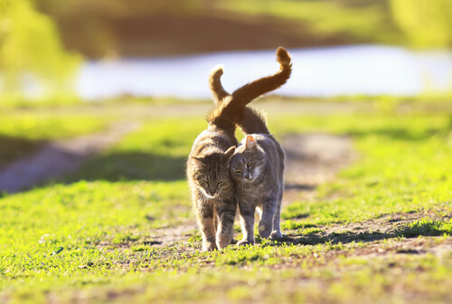 Gatos caminando juntos