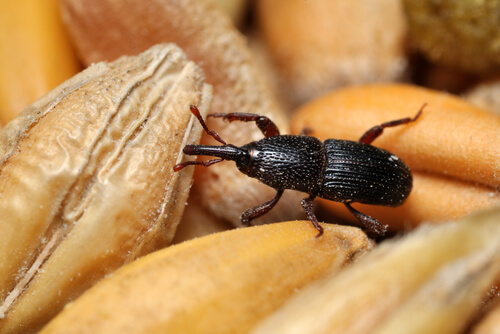 A weevil.
