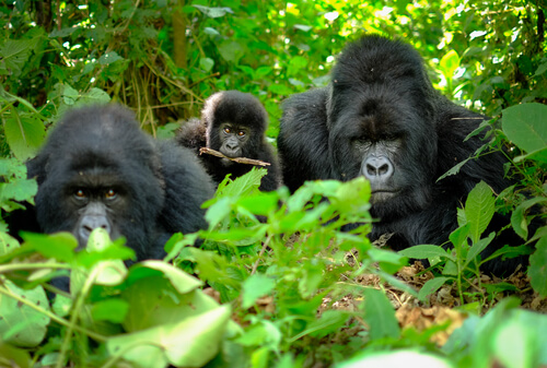 Gorilas en familia
