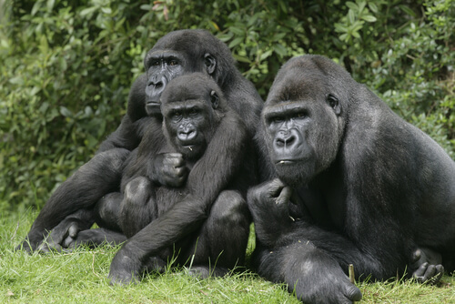 Grupo de gorilas