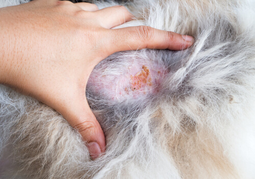 Infecciones por hongos en perros y gatos