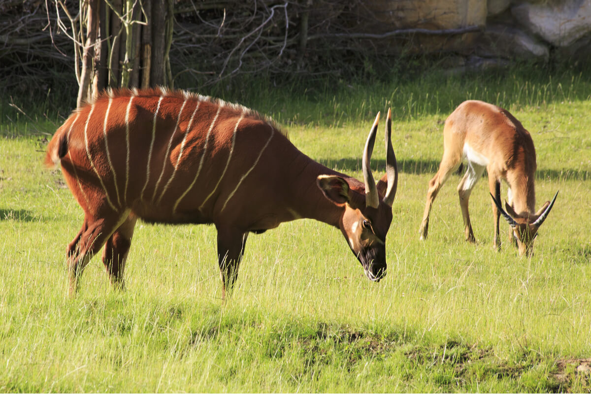 Dos ejemplares de kudú.