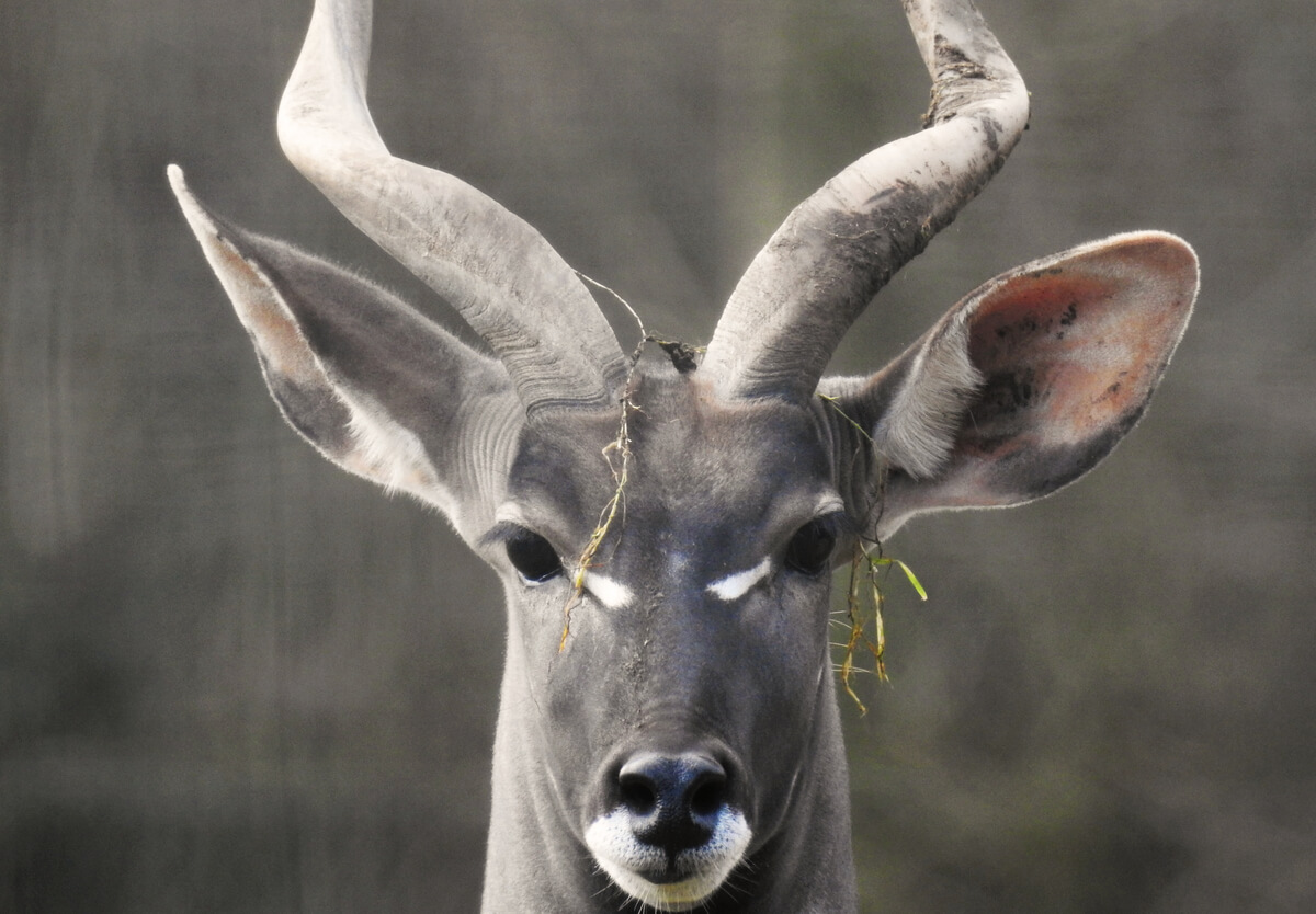 Diferencias entre el kudú menor y el kudu mayor.