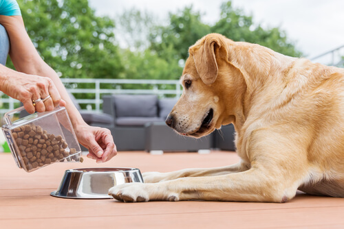 Labrador comiendo