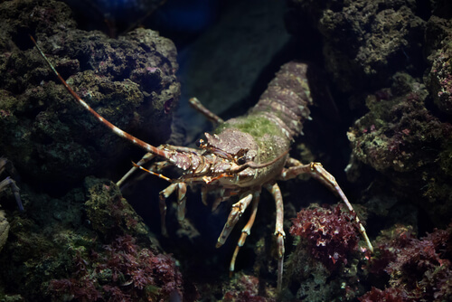 Palinus elephas, la langosta europa o común.