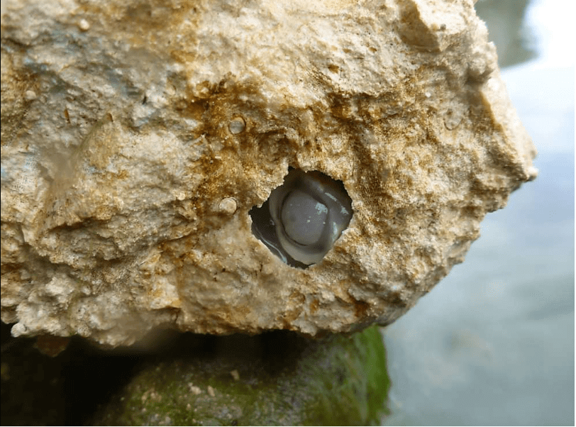 Gusano de río (Lithoredo abatanica) en una roca. 