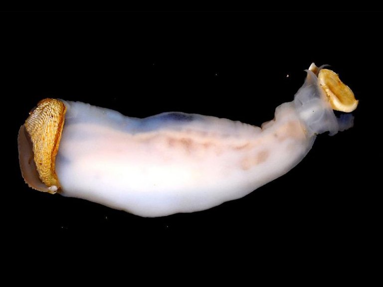 Lithoredo abatanica, el molusco que puede cambiar el curso de un río