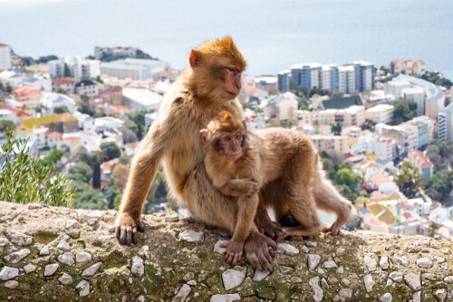 Unos monos adoptan a una cría herida de otro grupo