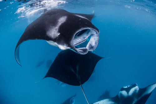 Mantarraya en las profundidades marinas