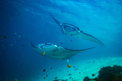 Mantarrayas en el mar