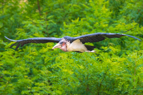 Marabú africano volando